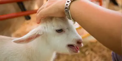 কীভাবে বিগত বছরের কোরবানি আদায় করবেন?